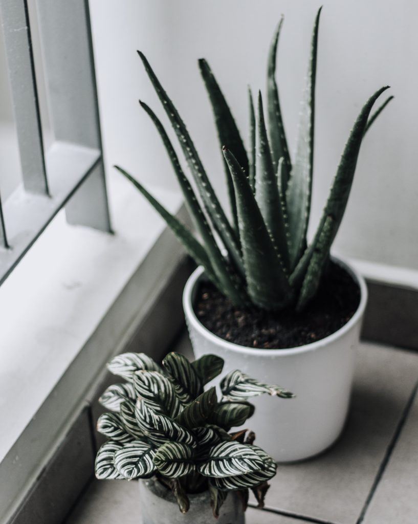 diy hair mask aloe